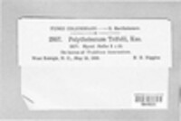 Polythrincium trifolii image